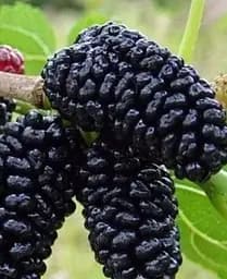 Саджанець Agro-Market Шовковиця великоплідна Шеллі (літній сорт, ранній термін дозрівання) (25938) 1 шт. в упаковці - мініатюра 3
