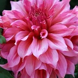 Георгина "Islander" (гигантский цветок) (189921) 1 саженец Нидерланды