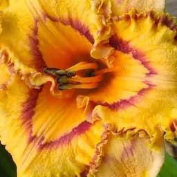 Лілейник "Lexicon" (сортовий вкорінений в контейнері С1,2) (185982) 1 саженец