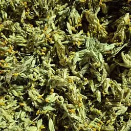 100 г первоцвіт весняний цвіт сушений, свіжий урожай