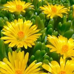 Саджанець Agro-Market Делосперма (квітучий сукулент) Yellow Ice (99339)