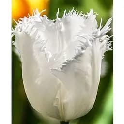 Тюльпан "Honeymoon" (размер 11/12, большой) 3 шт (39268)