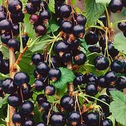 Саженец Agro-Market Смородина черная Вечерница (поздний срок созревания) 1 шт. в упаковке (177296)