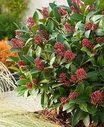 Саджанець Agro-Market Скіммія японська Rubella висота рослини 20-30 см (183003) 1 шт. в упаковці Нідерланди