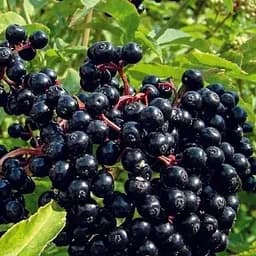 Бузина чорна "Хайдег" контейнер Р9 (189432) 1 саженец