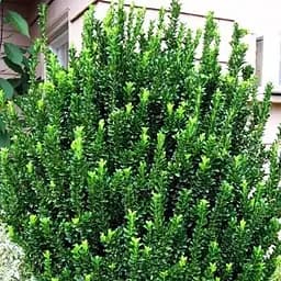 Саджанець Agro-Market Бересклет Японський Green Spire (50623)