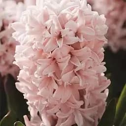 Гиацинт "Apricot Passion" (17241) 2 шт