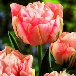 Тюльпан "Peach Blossom" 3 шт (17113)