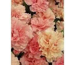 Саджанець Agro-Market Гвоздика Махрова Super Trouper Sorbet (контейнер № 10 висота 10 см) (112690) 1 шт. в упаковці