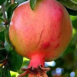 Саджанець Agro-Market Гранат Нікітський ранній (38041) 1 шт. в упаковці