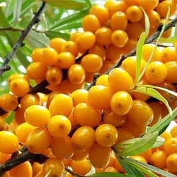 Саджанець Agro-Market Обліпиха Чуйська солодка (хлопчик + дівчинка) ранній термін дозрівання) комплект 2 шт. (45707)