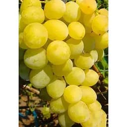 Саджанець Agro-Market Виноград Ванюша (ранньо-середній термін дозрівання, грона дуже великі до 1,5 кг) 1 шт. в упаковці (25522)