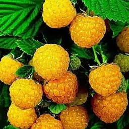 Малина Agro-Market "Утренняя роса" (ремонтантный крупноплодный сорт) 1-летний саженец (189521) 1 шт в упаковке