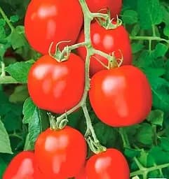 Насіння Весна на вагу Томат Кривава Мері ціна за 2 г (178421)