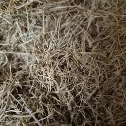 100 г кошачий коготь (ункария опушенная) – кора измельченная, сушеная - свежий урожай