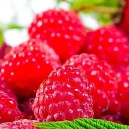 Саджанець Agro-Market Малина Джоан Джей 2 шт. в пакуванні (44767)