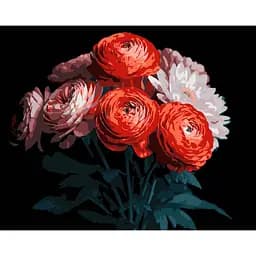 Картина по номерам Strateg Красные ранункулюсы на черном фоне 40х50 см (AH1250)