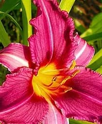 Саженец Agro-Market Лилейник Summer Wine 1 шт. в упаковке (25484)