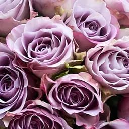 Роза чайно-гибридная Agro-Market Дольчетто саженец класса АА+ высший сорт 1 шт. в упаковке (105519)