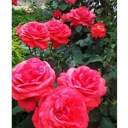 Роза в контейнере чайно-гибридная "Duftwolke" (садник класса АА+) (180837) 1 саженец