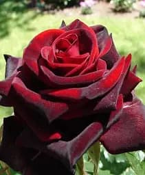 Саджанець Agro-Market Троянда чайно-гібридна Темна Вишня (Black Cherry) (саджанець класу АА+) вищий сорт 1 шт. в упаковці (103472)