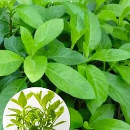 Джинура Procumbens (шпинат долголетия) (184829) 1 саженец в упаковке