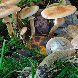 Міцелій на дубових брусочках "Опеньок цибулинноногий" 10шт (45260)