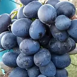 Саженец Agro-Market Виноград Черный Ястреб (надранный морозостойкий сорт) 1 шт. в упаковке (158232)