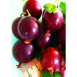 Саджанець Agro-Market Агрус Шенон (середньо-раннього терміну дозрівання) 1 шт. в упаковці (46240)