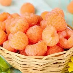 Малина Agro-Market "Валентина" (высокоурожайный сорт, ранний срок созревания) 1-летний саженец (185343) 1 шт в упаковке