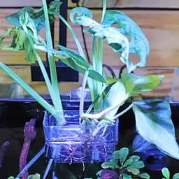 Контейнер для вирощування рослин в акваріумі Hobby Plant basket 8×9×8 см (61330) - мініатюра 2