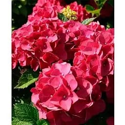 Гортензія крупнолистова 2-х річна "Red Baron" висота саджанця 20-40см (185072) 1 саженец