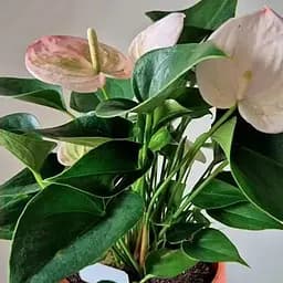 Антуриум (Anthurium) Agro-Market Fantasy Sprite" (высота 40-50см) (185961) 1 саженец в упаковке комнатный Нидерланды