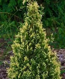 Саджанець Agro-Market Туя західна Smaragd Variegata С2 висота 35-45 см 1 шт. в упаковці (71810)