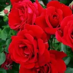 Троянда плетиста Agro-Market Мушимара саджанець класу АА+ вищий сорт 1 шт. в упаковці (20633)