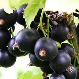 Саженец Agro-Market Смородина черная Софиевская (средне-поздний срок созревания, крупноплодный сорт) 1 шт. в упаковке (17543)