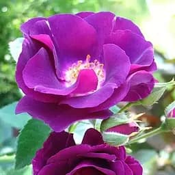 Троянда паркова Agro-Market Rhapsody in Blue саджанець класу АА+ вищий сорт 1 шт. в упаковці (181457)