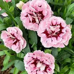 Гвоздика Махрова Oscar "Antique Pink" (188610) 1 саженец