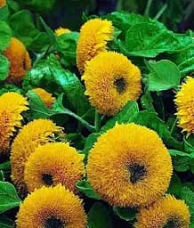 Насіння Весна Соняшник Ведмедик (у банці) 5 г (46757)