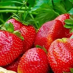 Саджанець Agro-Market Полуниця Молінг Пандора (Malling Pandora) (середній термін дозрівання) 5 шт. в пакуванні (123173)