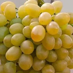 Саджанець Agro-Market Виноград Мускат Оттонель №9 (винний сорт, середній термін дозрівання, має неповторний мускатний присмак) 1 шт. в пакуванні (44308)