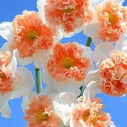 Нарцис "Fire Drill" (181291) 2 шт