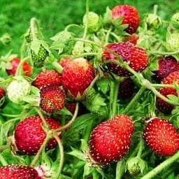 Саджанець Agro-Market Суницеполуниця Ананасова (середній термін дозрівання) 5 шт. в пакуванні (25793)