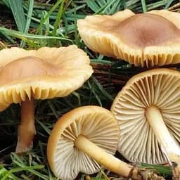 Сухий зерновий міцелій "Опеньок Луговий" 100г (45191)