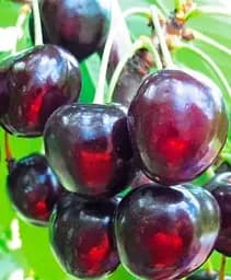 Саджанець Agro-Market Вишня Шоколадниця (солодкий, літній сорт, ранній термін дозрівання) 1 шт. в упаковці (99902)