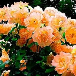 Троянда плетиста Agro-Market Повний Місяць Full Moon саджанець класу АА+ вищий сорт 1 шт. в упаковці (20974)