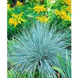 Саджанець Agro-Market Костриця сиза Elijah Blue (184222) 1 шт.