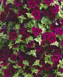 Петунія Agro-Market Bonnie Magenta 1 саджанець в упаковці