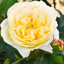 Роза флорибунда Agro-Market Lemon Vaza саженец класса АА+ в контейнере (180846)