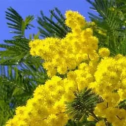 Саджанець Agro-Market Мімоза (Acacia Dealbata) (49843)